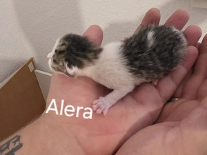 süße Britisch-Kurzhaar-Mix Kitten suchen ein liebevolles Zuhause
