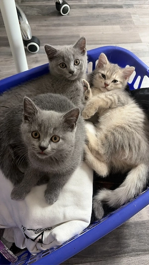 wunderschöne BKH Kitten 
