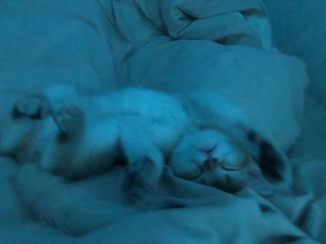 britisch kitten