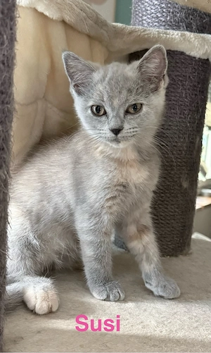 Noch 1 BKH KITTEN übrig- in liebevolle Hände abzugeben