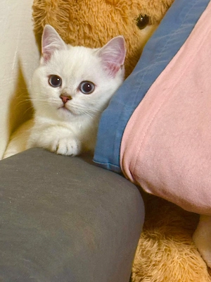 Britische Katze   Weibchen