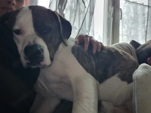 Lieber Kerl sucht dringend neues Zuhause 