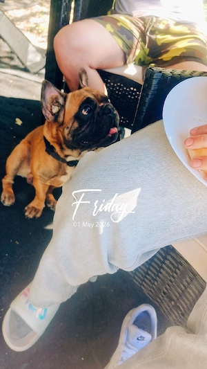 Französische Bulldogge