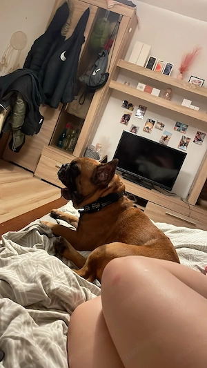 Französische Bulldogge