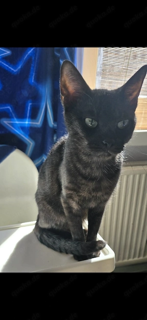 Katze weiblich in gute Hände abzugeben 