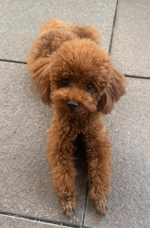 Kleine Toypudeldame 1,5 Jahre alt