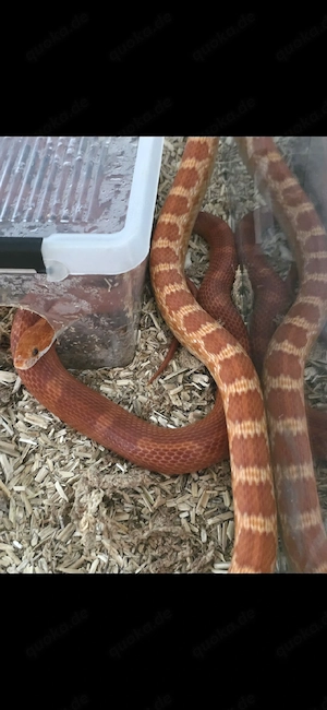 1.1 het Palmetto Scaleless Adult
