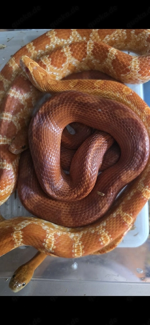 1.1 het Palmetto Scaleless Adult