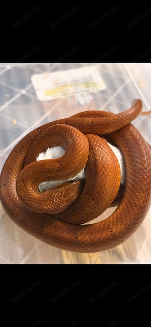 0.1 Bloodred het Palmetto
