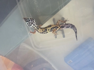 leopardgecko Weibchen 