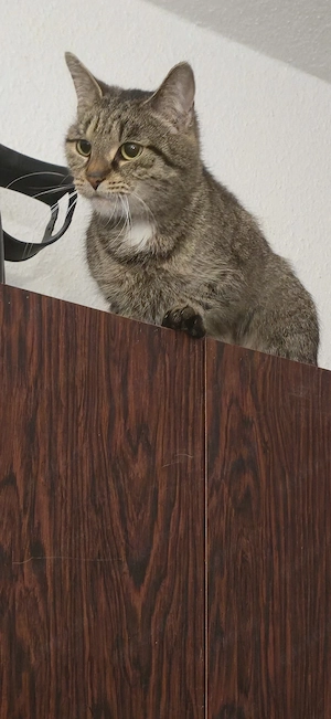 Katze weiblich in gute Hände abzugeben 