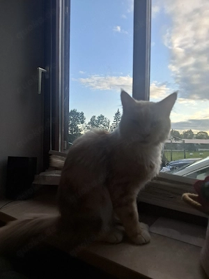 Maine coon Kater