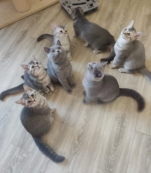 BKH Kitten 