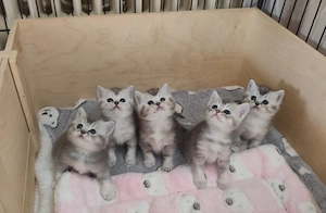 BKH Kitten mit Stammbaum 