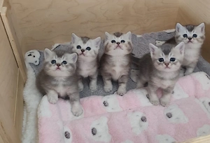 BKH Kitten mit Stammbaum 