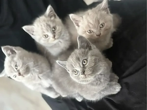 BKH Kitten geb 5.6.2026