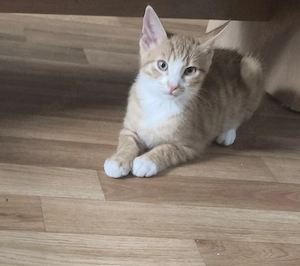 Katze orange 
