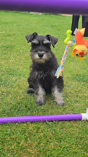 Zwergschnauzer Hündinnen schwarz-silber FCI UKU 