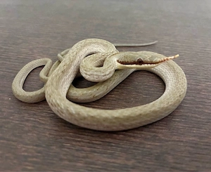 2.0 Vietnamesische Langnasennatter   Gonyosoma Boulengeri ENZ25 Bild 2
