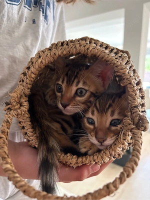 3 wunderschöne Bengalkitten (Kater) geimpft & entwurmt.. suchen liebevolles Zuhause