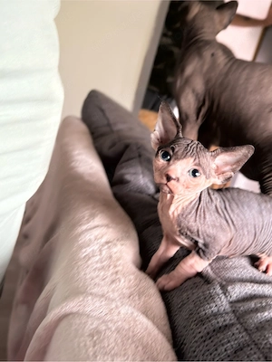Wunderschöner Sphynx-Junge suchen ein liebevolles Zuhause