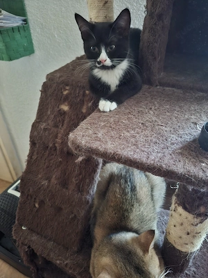 bkh mix kitten abzugeben