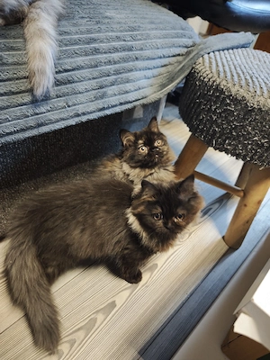 Perser Mädchen  Bild 2