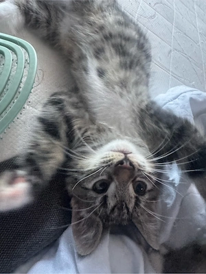 Ich darf Ausziehen, ich bin ein kater