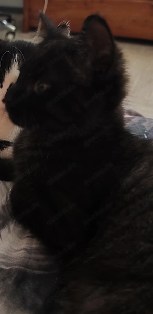Zu verkaufen Schwarze Katze Britisch Kurzhaar Mix  Bild 1