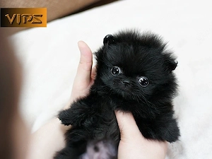 Pomeranian welpen