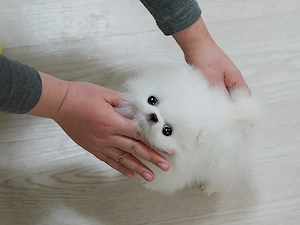 Zwergspitz Pomeranian Welpen ,reinrassig, liebevoll aufgezogen