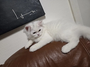 Zauberhafte weiße Katze mit wunderschönen grünen Augen   
