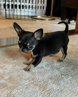 Chihuahua-welpen