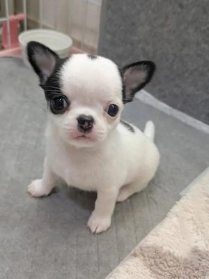     Wunderschöne Chihuahua-Welpen   liebevolle Hände gesucht
