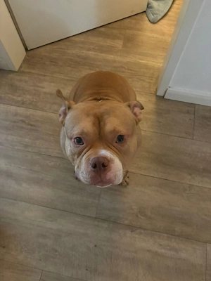 American Bully Bild 4