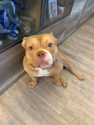 American Bully Bild 6