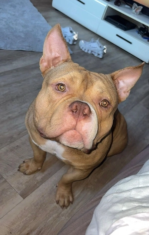 American Bully Bild 7