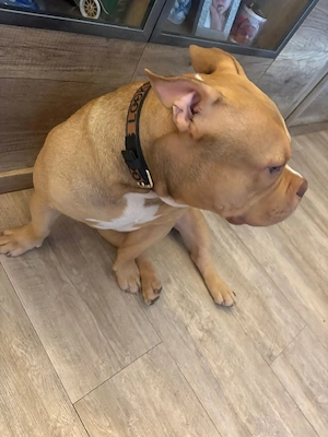American Bully Bild 5