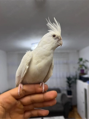 2 Handzahme Nymphensittiche (Albino)
