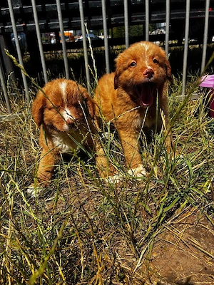 Nova Scotia Duck Tolling Retriever 