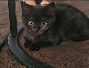 BKH reinrassige Kitten 