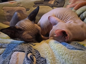 Nacktkatzen in gute Hände