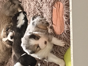 Australian Shepherd Welpen 