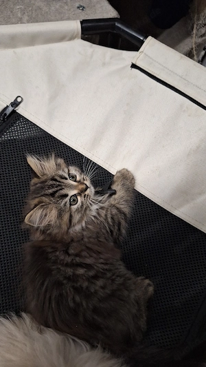 4 süße Kitten abzugeben gegen Schutzgebühr - 2,5 Monate alt - Bühlertal