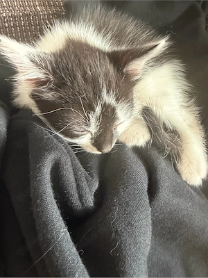 baby katze zuverkaufen Bild 5