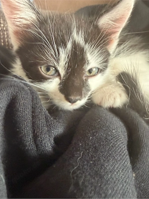 baby katze zuverkaufen Bild 2