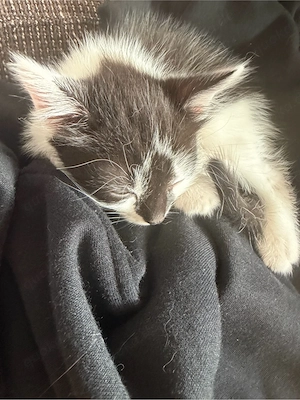 baby katze zuverkaufen Bild 4