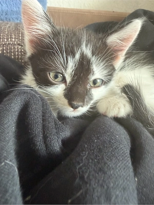 baby katze zuverkaufen Bild 3