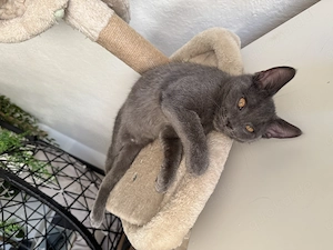 Maine Coon Siam Mix Kitten suchen ein Zuhause