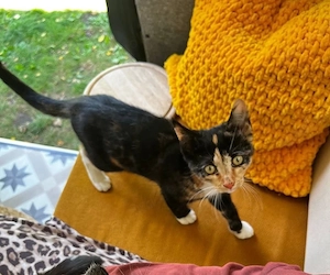 Mai-Katze sucht viel Natur und Liebe